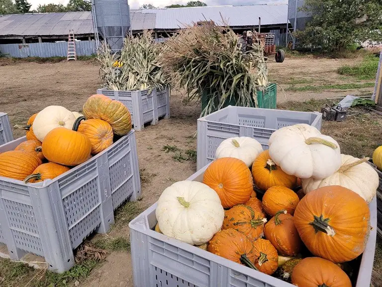 Squash & Pumpkins