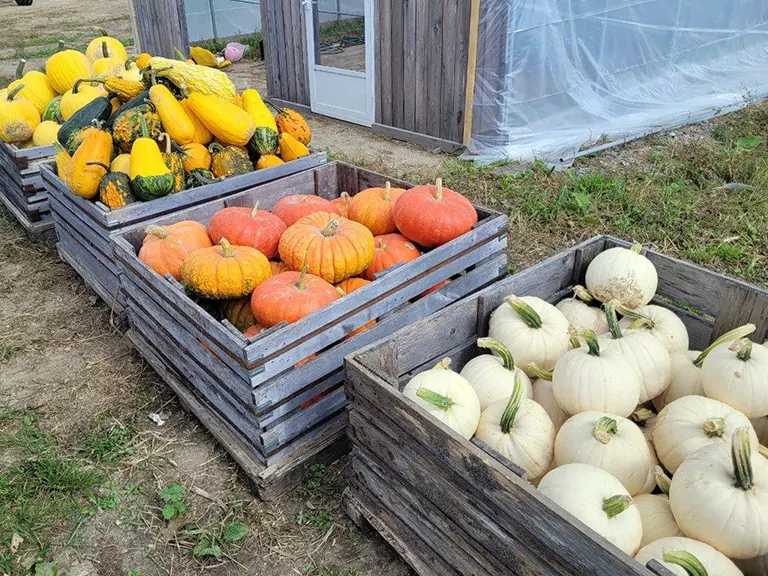 Squash & Pumpkins