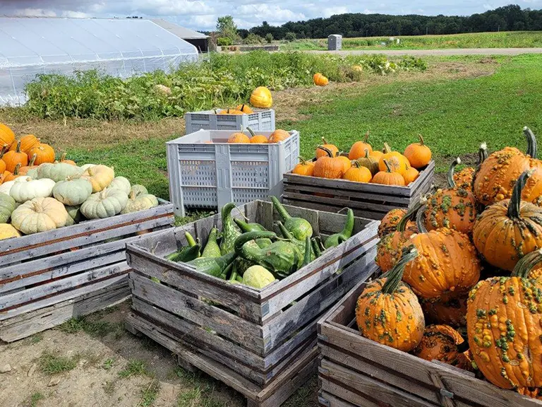 Squash & Pumpkins